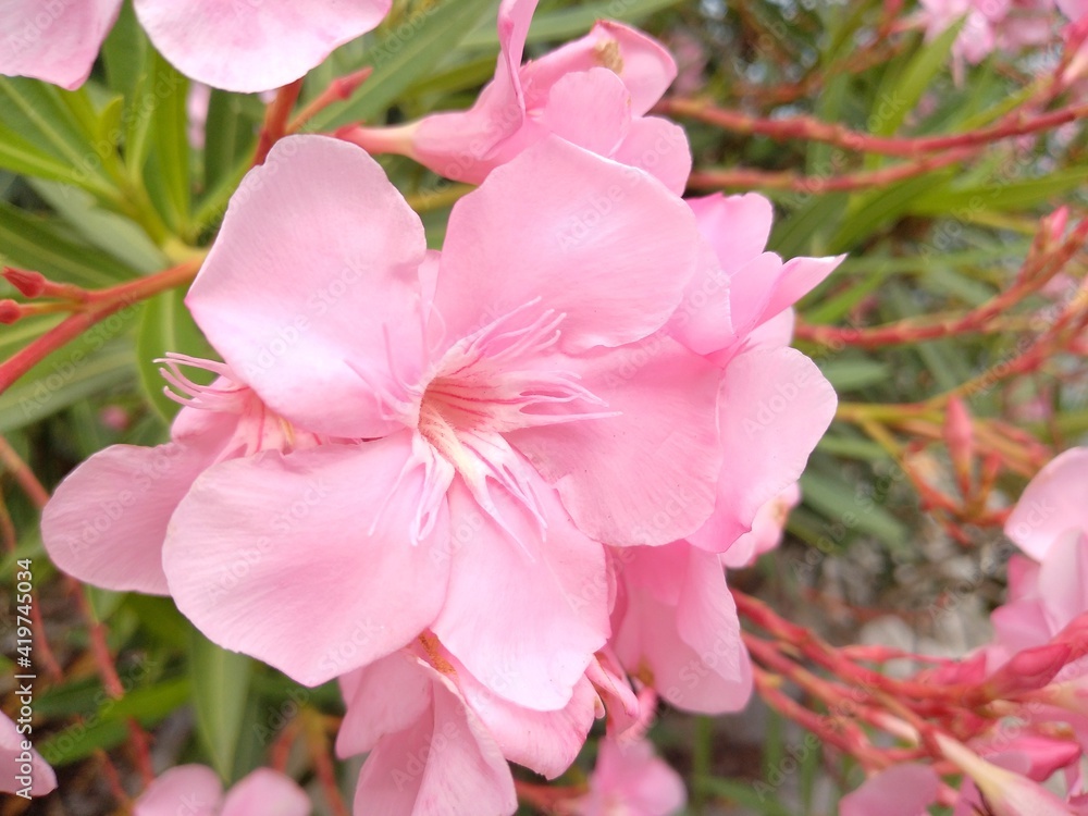 pink flowers pink flowers