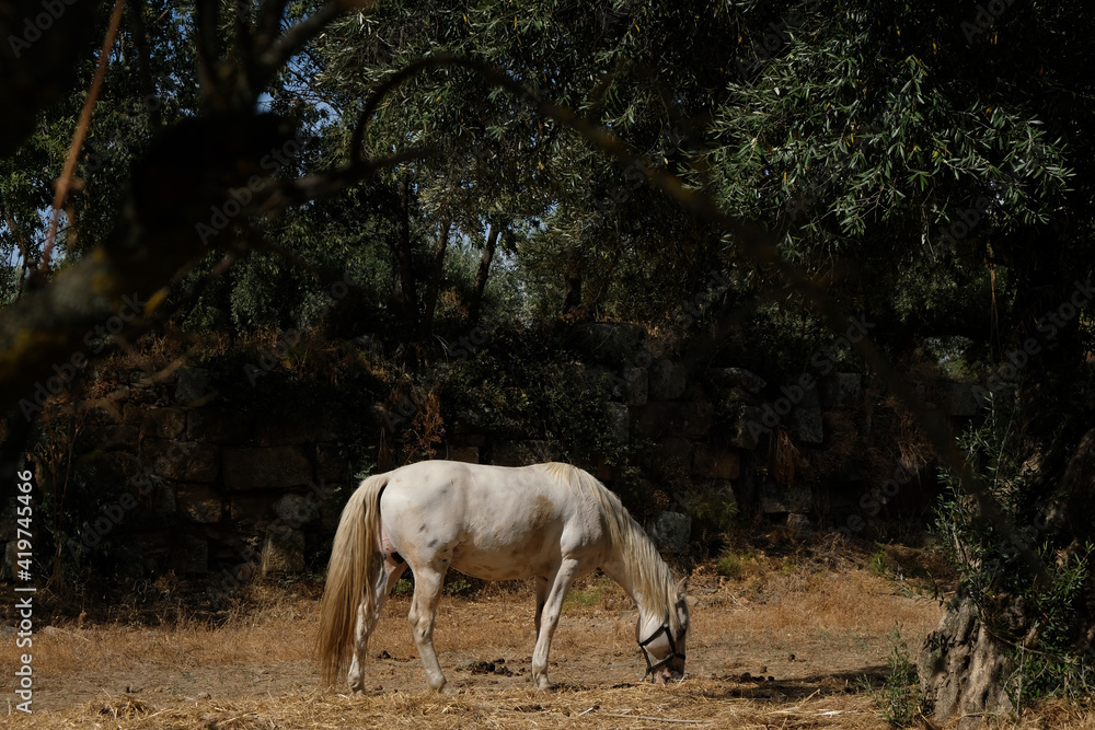 Horse in the wild Horse in the wild