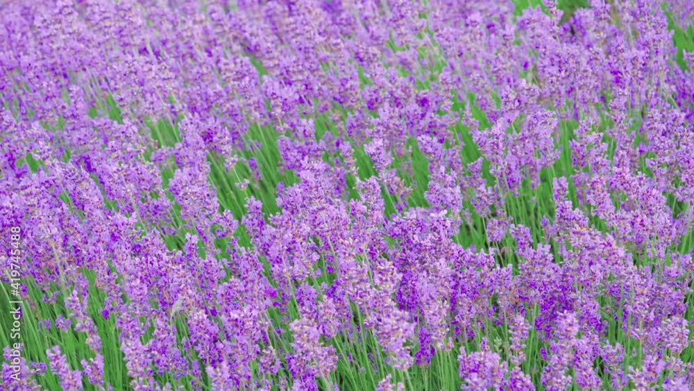Lavender bushes closeup, purple flowers of lavender. Lavender bushes closeup, purple flowers of lavender.