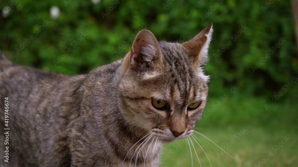 Curious Cat Looking Around In The Grassy Garden. close up, slow motion Curious Cat Looking Around In The Grassy Garden. close up, slow motion