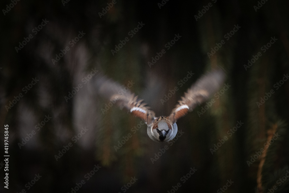 sparrow flying toward camera