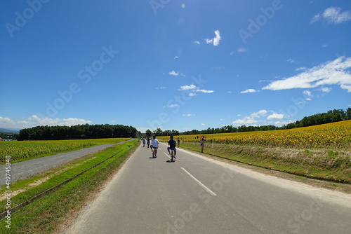 Riding a sunflower field by bicycle © NS