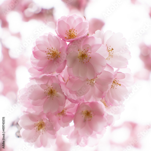 pink cherry blossoms