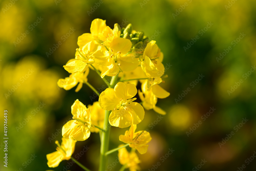 Obraz premium 菜の花畑