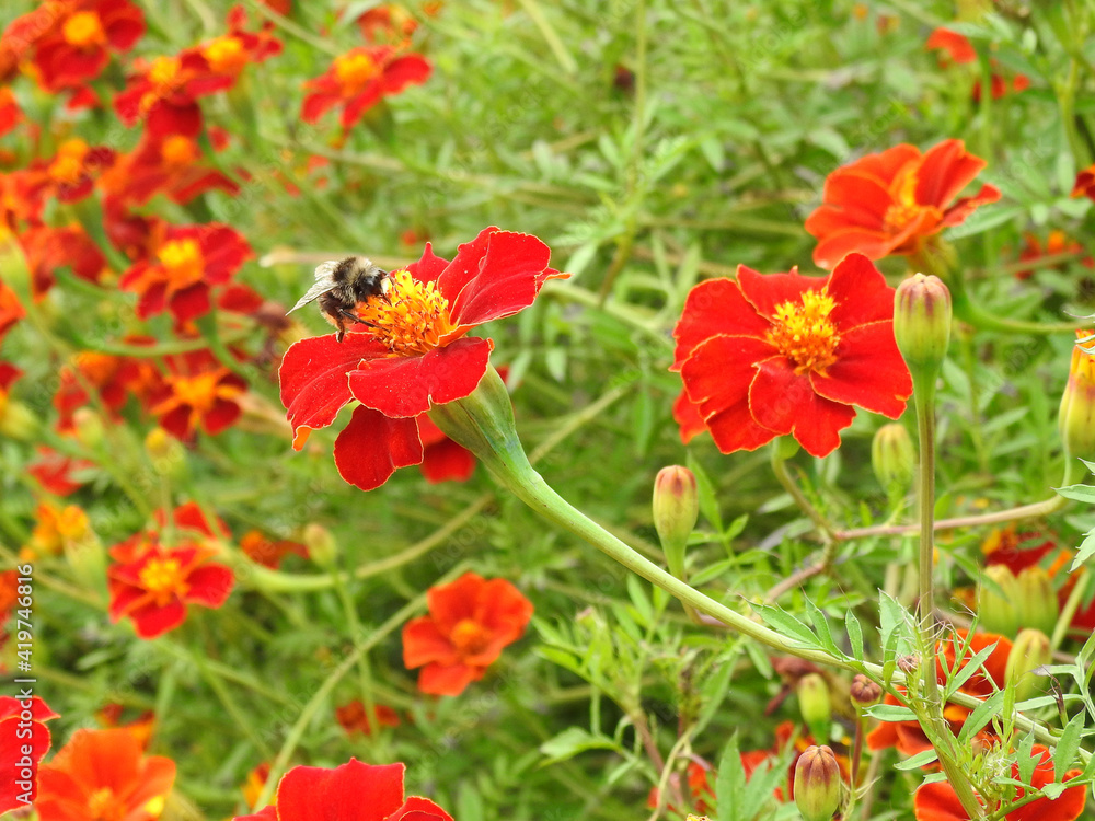 Open red flowers in petals and buds with an insect up close Open red flowers in petals and buds with an insect up close