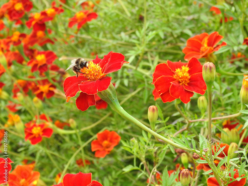 Open red flowers in petals and buds with an insect up close