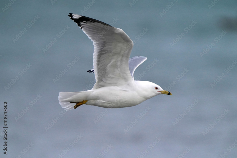 Ring billed gulls resting, playing, flying, looking for food and fishing at lake on freezing cold day in late winter
Ring billed gulls resting, playing, flying, looking for food and fishing at lake on freezing cold day in late winter