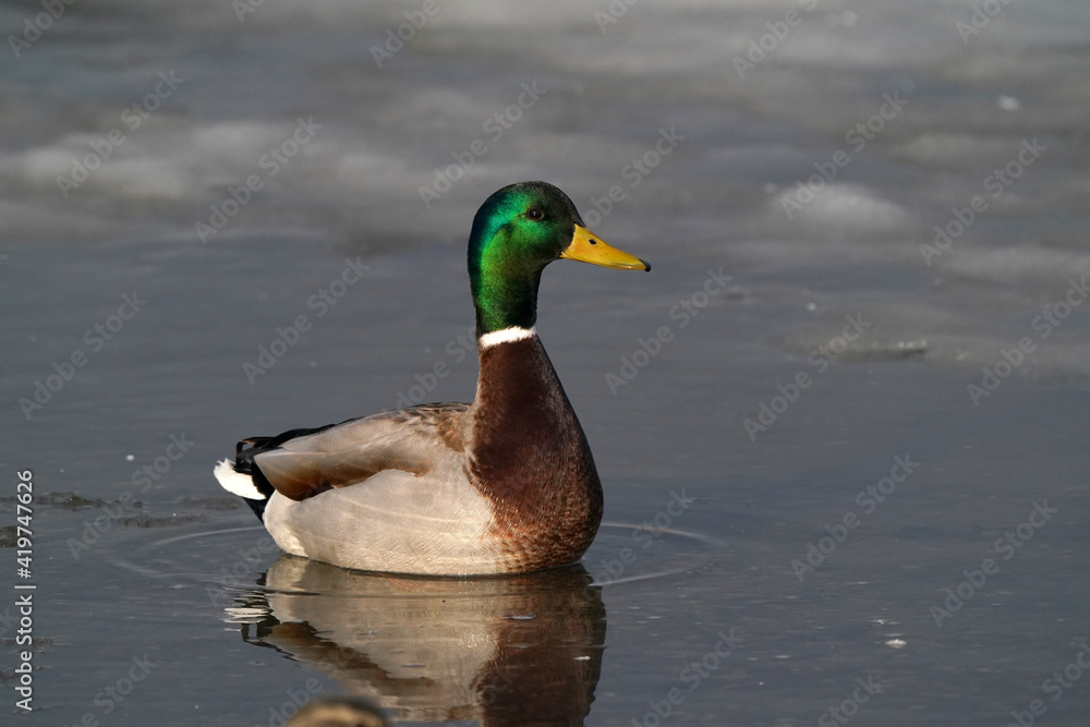 Mallard ducks at the thawing out harbour in evening light, resting, preening, feeding, socializing and flying Mallard ducks at the thawing out harbour in evening light, resting, preening, feeding, socializing and flying