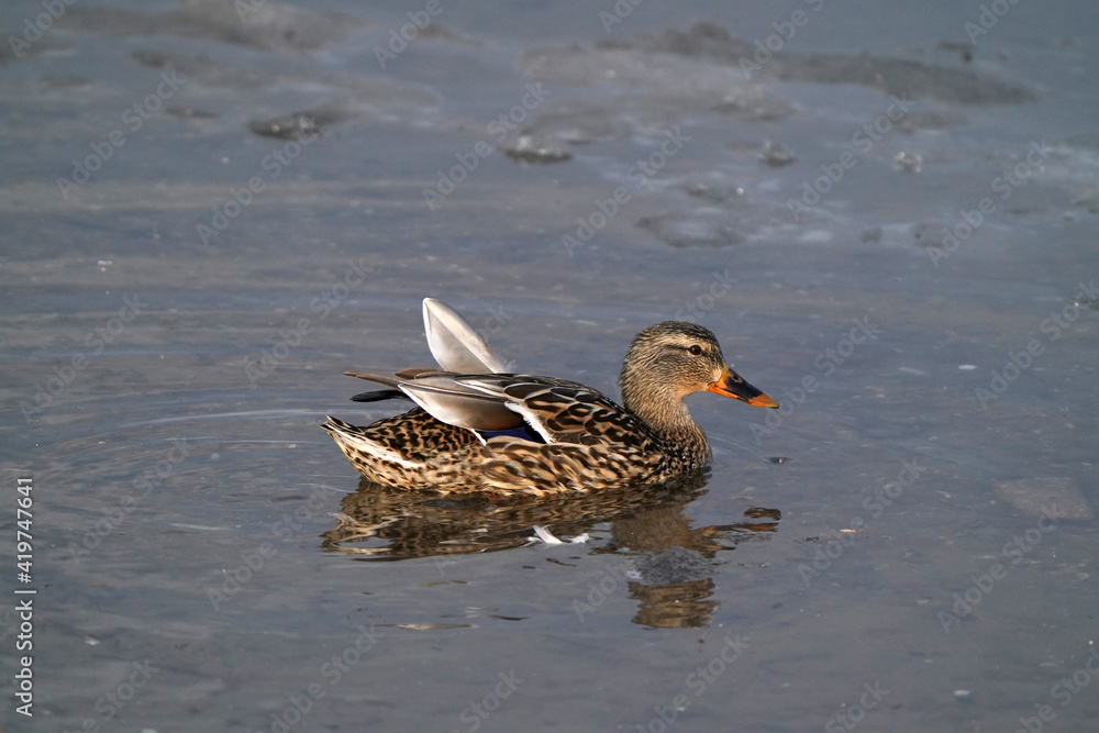 Mallard ducks at the thawing out harbour in evening light, resting, preening, feeding, socializing and flying Mallard ducks at the thawing out harbour in evening light, resting, preening, feeding, socializing and flying