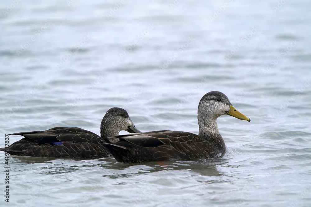 American Black duck pair on thawing icy harbour in evening light in spring
American Black duck pair on thawing icy harbour in evening light in spring