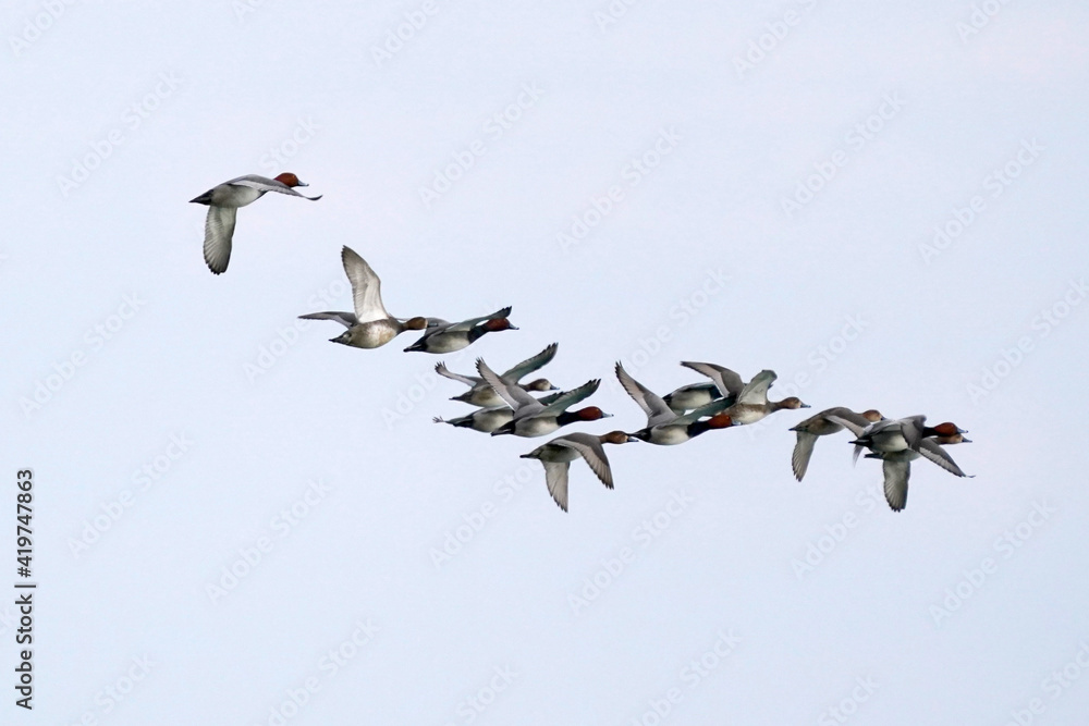 Obraz premium Flock of Redhead ducks flying over lake