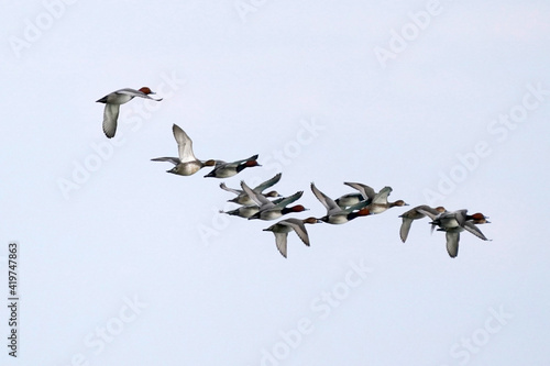 Flock of Redhead ducks flying over lake © Janet