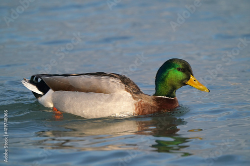 Mallard ducks at the thawing out harbour in evening light, resting, preening, feeding, socializing and flying