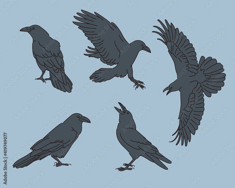 Fototapeta premium Various poses of the crow illustration