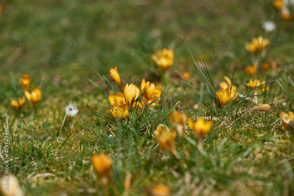krokusfeld 1