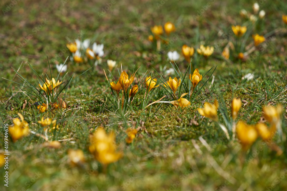 krokusfeld 2