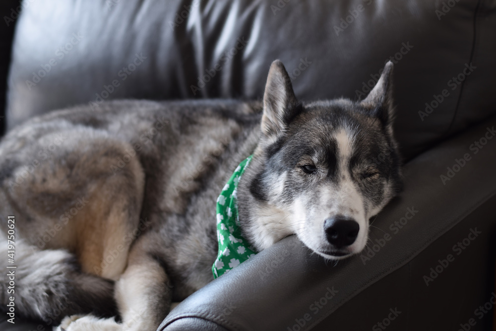 Portrait of husky dog laying on a couch wearing green St. Patrick's day bandana  