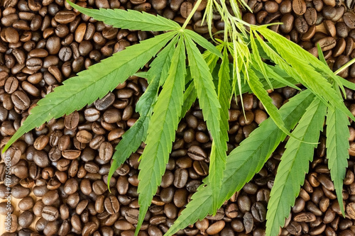 Green fresh marijuana leaf placed on black coffee granule background