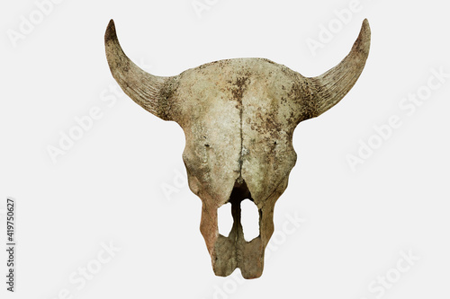 Cow's head skull isolated on white background
