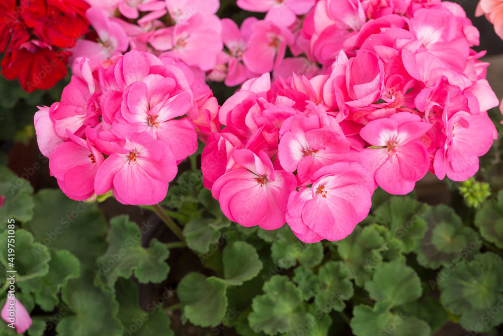 Outdoor geranium red flowers and green leaves，Pelargonium hortorum