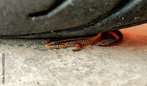 Photos Sphenomorphus or skink lizard under the tire with clear face and blurry body and background