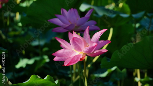 lotus flower in the garden