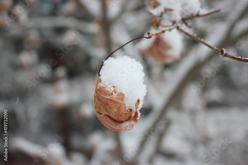 Snow on leaves of plant during snowfall winter season