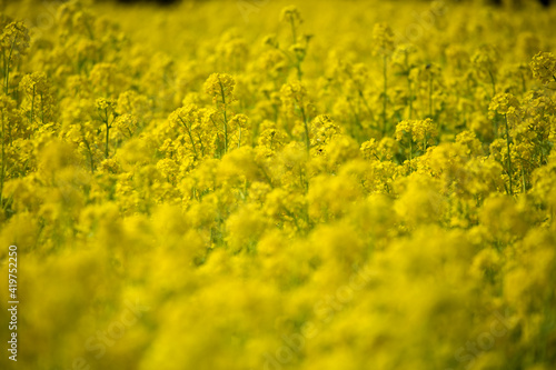 春 一面の黄色い菜の花