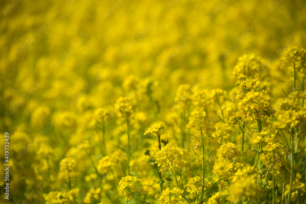 Obraz premium 春 一面の黄色い菜の花