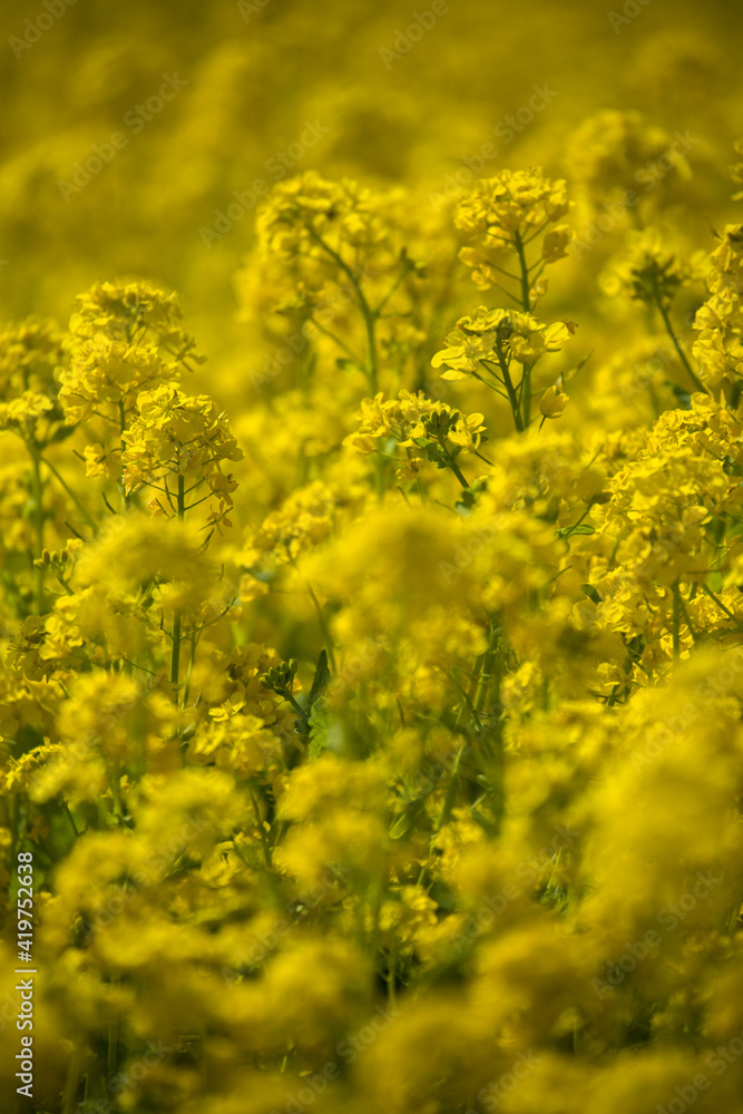 春 一面の黄色い菜の花 春 一面の黄色い菜の花