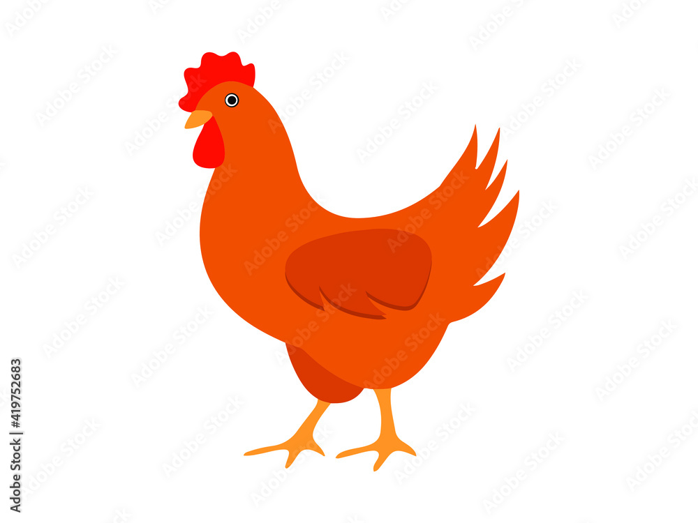 Fototapeta premium rooster white background