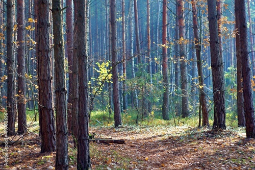 Fototapeta Naklejka Na Ścianę i Meble -  Las