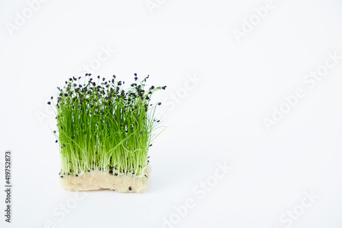 マイクロハーブ　ロックチャイブ Micro herb