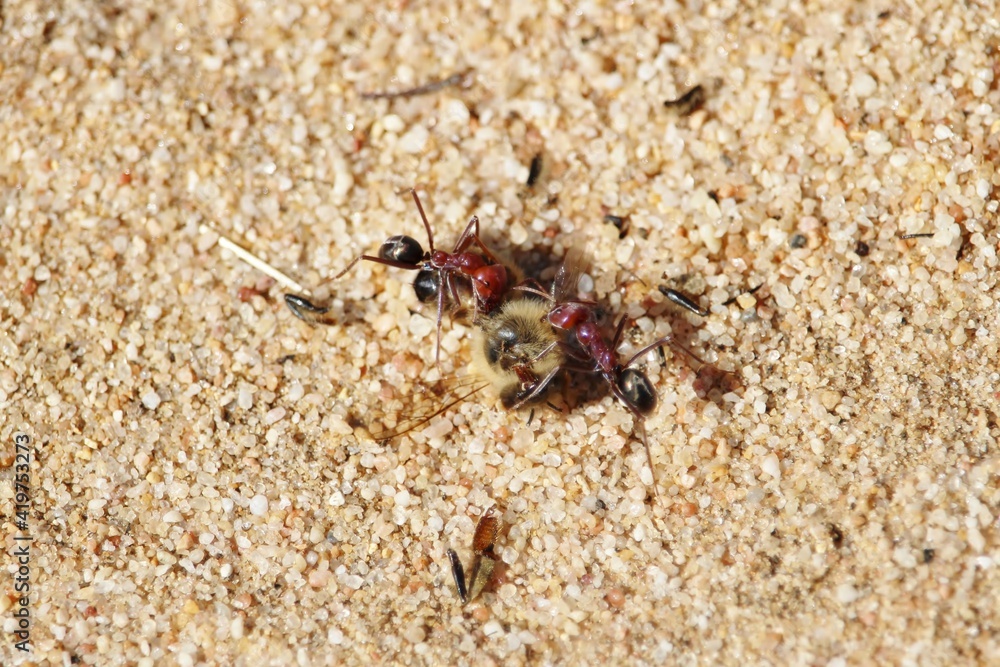 Meat Ants (Iridomyrmex purpureus) dissecting dead Western Honey Bee to carry back to nest, South Australia Meat Ants (Iridomyrmex purpureus) dissecting dead Western Honey Bee to carry back to nest, South Australia