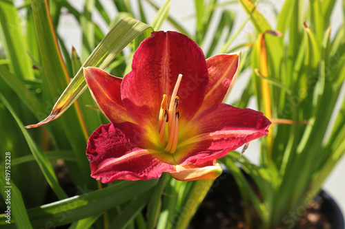 Closeup of a daylily growing in the garden