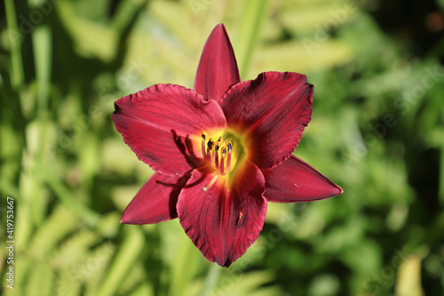 A red daylily centered against a light green leaves