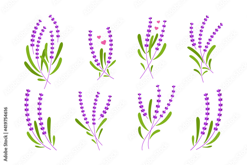 lavender plant hand drawn illustration set