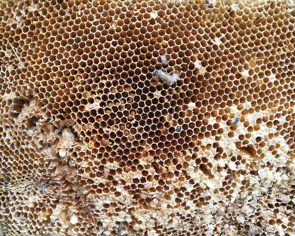 bee on honeycombs with honey slices nectar into cells. bee on honeycombs with honey slices nectar into cells.