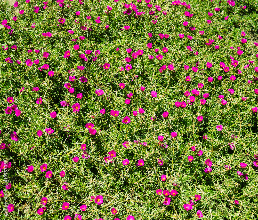 Time Fool Flower II Time Fool Flower II