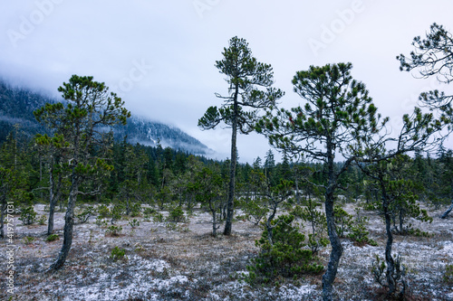 Small amount of snow on the muskeg in alpine Alaska.