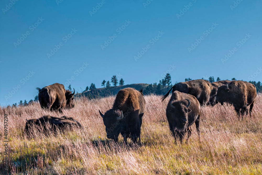 herd of bison in Custer State Park in South Dakota.