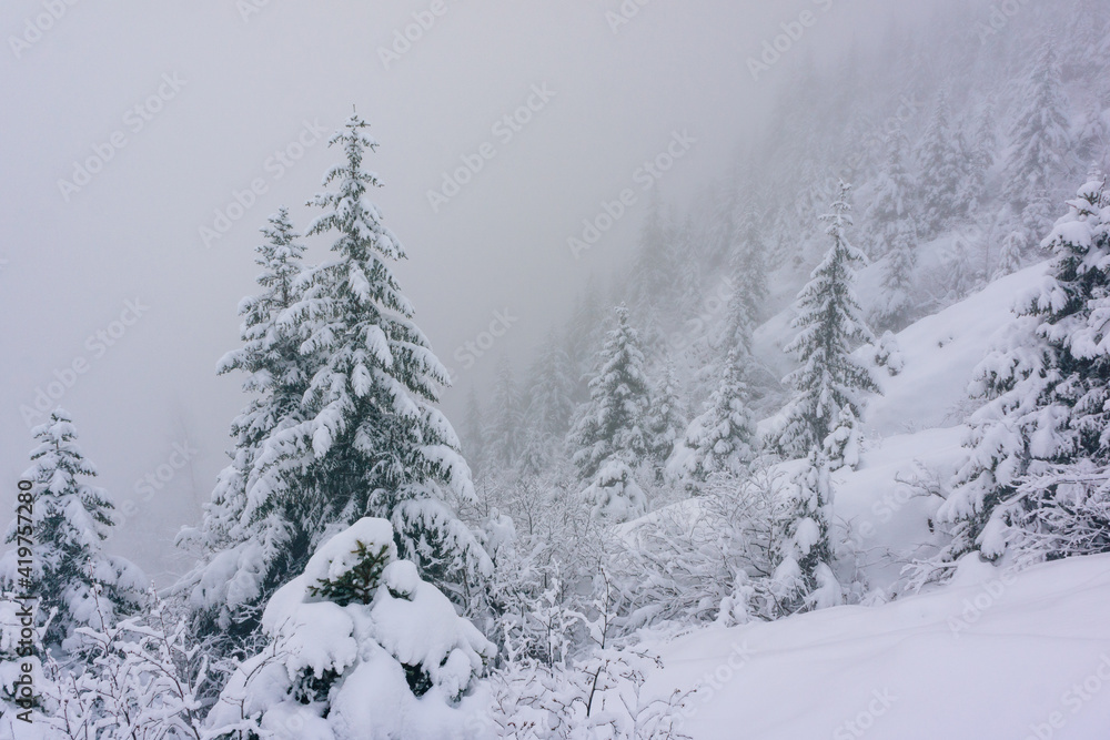 Landscape of snow covered evergreen trees in cloudy Alaska. Landscape of snow covered evergreen trees in cloudy Alaska.