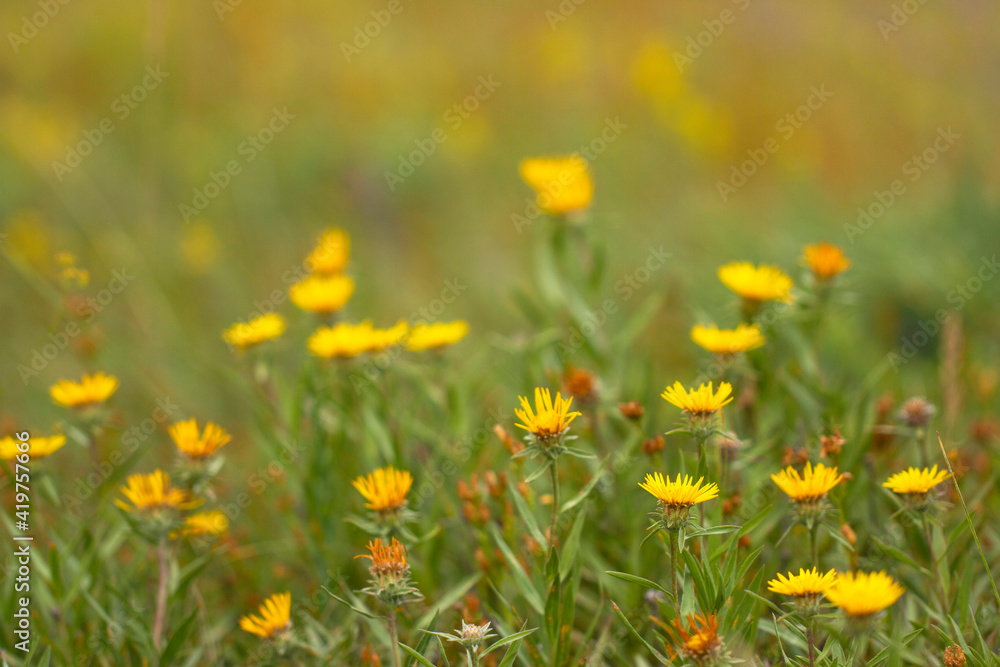 Wild yellow flowers in a summer meadow. Field with yellow wild flowers and green grass.