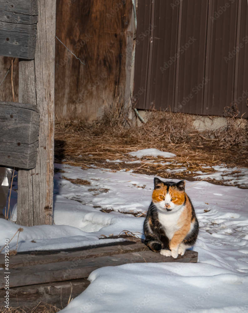 barn cat in winter Stock Photo | Adobe Stock