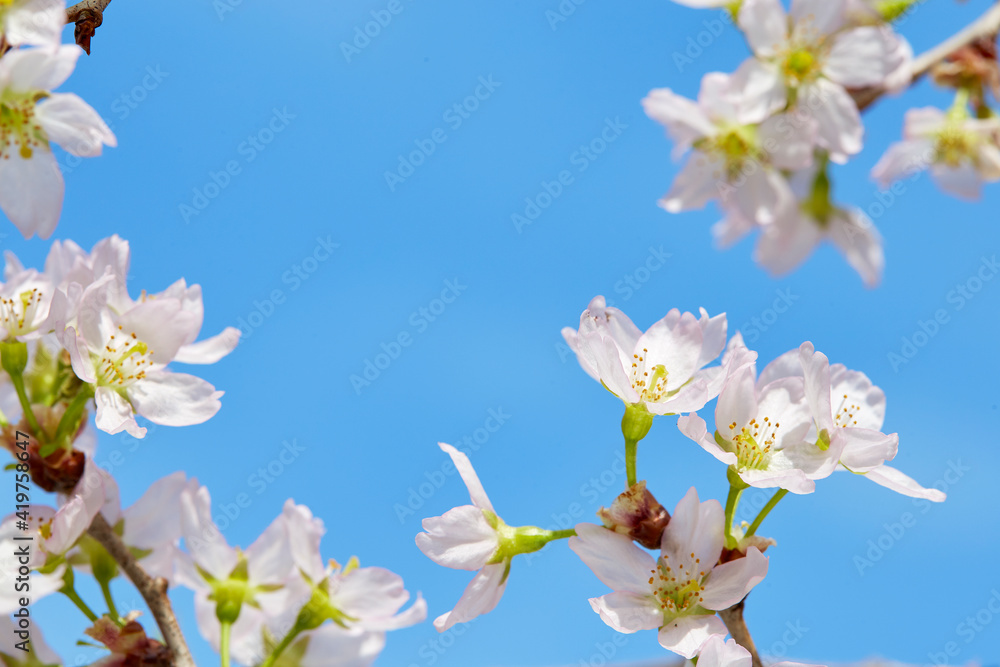 Fototapeta premium 青空と桜(啓翁桜)