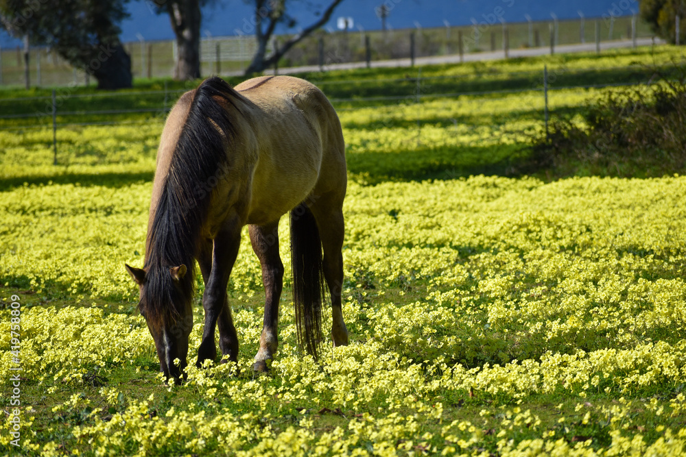 Beautiful tall horse in pasture of yellow wildflowers Beautiful tall horse in pasture of yellow wildflowers