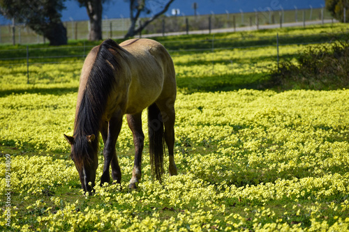 Beautiful tall horse in pasture of yellow wildflowers