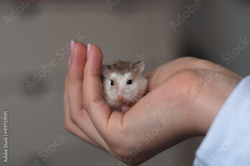 Person is holding the Roborovski dwarf hamster in her hand