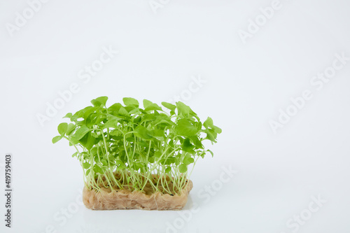 マイクロハーブ　四川花椒菜 Micro herb photo