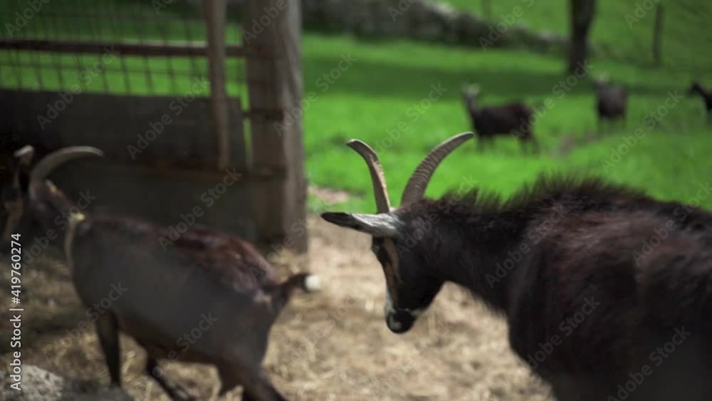 Black Goats In Bokeh Meadows On Countryside Farm During Daytime. - Close Up, Tracking Shot Black Goats In Bokeh Meadows On Countryside Farm During Daytime. - Close Up, Tracking Shot